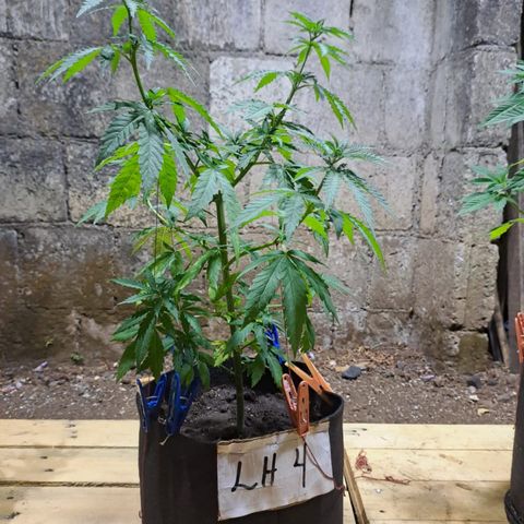 Lebron Haze #4 growlog timeline photo