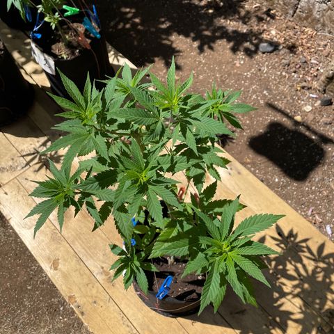 Lebron Haze #1 growlog timeline photo