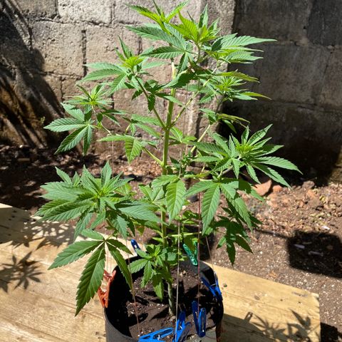 Lebron Haze #1 growlog timeline photo