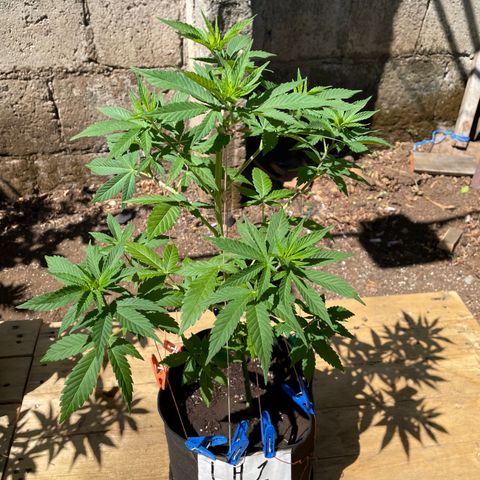 Lebron Haze #1 growlog timeline photo