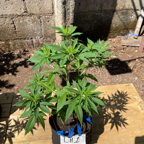 Lebron Haze #1 growlog timeline photo