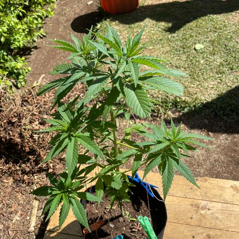Lebron Haze #2 growlog timeline photo