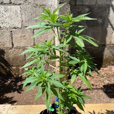 Lebron Haze #2 growlog timeline photo