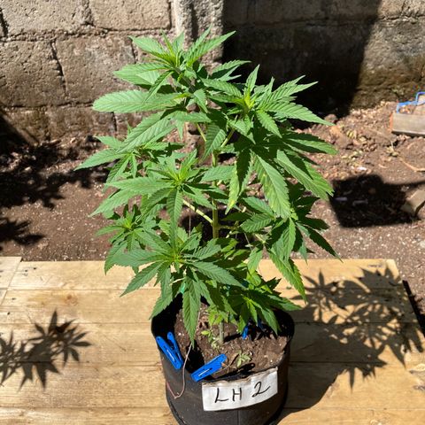 Lebron Haze #2 growlog timeline photo