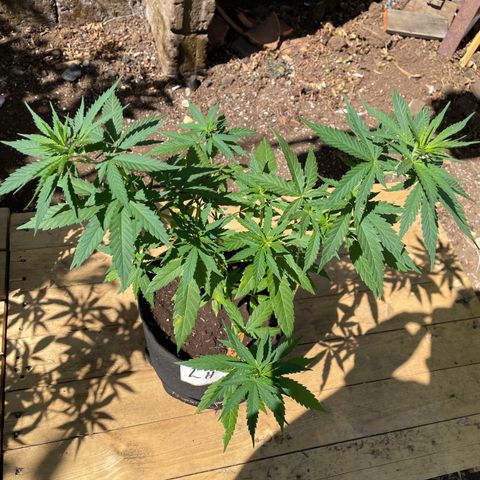 Lebron Haze #3 growlog timeline photo