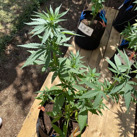 Lebron Haze #3 growlog timeline photo