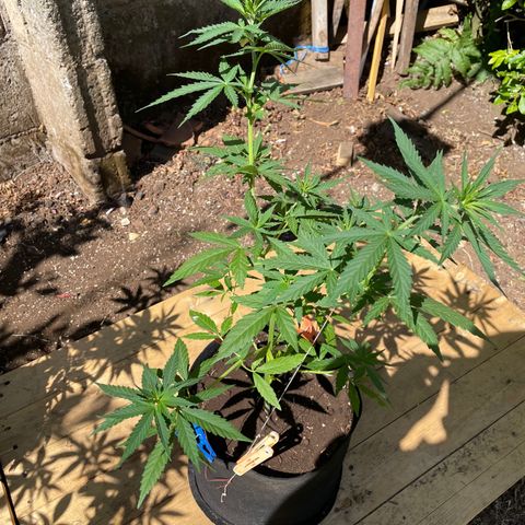 Lebron Haze #3 growlog timeline photo