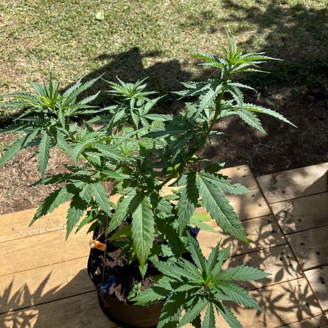 Lebron Haze #4 growlog timeline photo