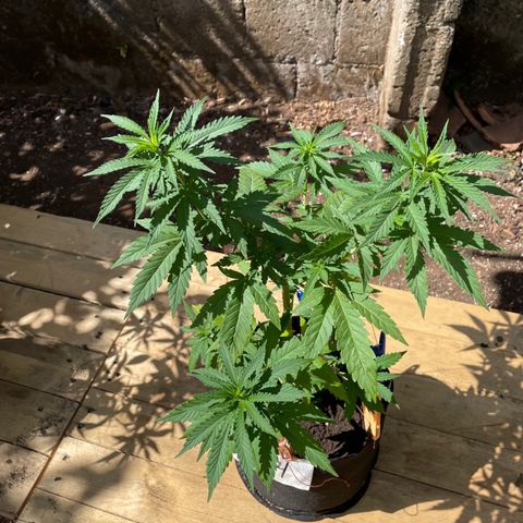 Lebron Haze #4 growlog timeline photo
