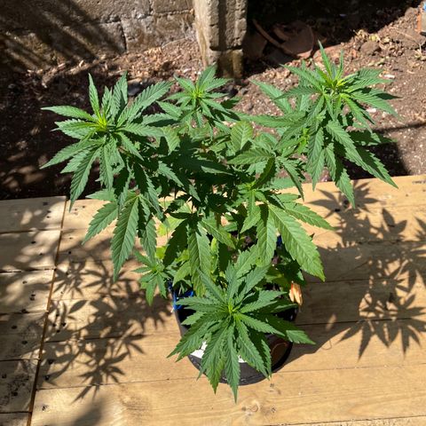 Lebron Haze #4 growlog timeline photo