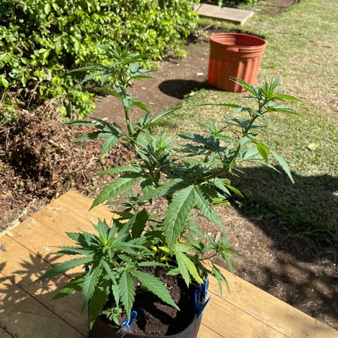 Lebron Haze #4 growlog timeline photo