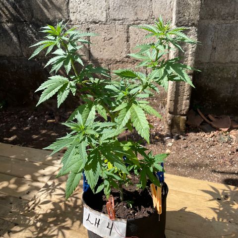 Lebron Haze #4 growlog timeline photo