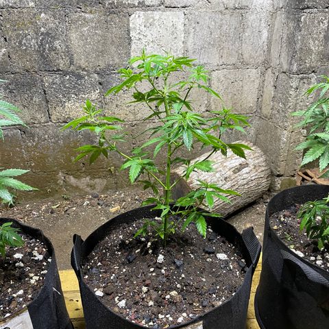 Lebron Haze #1 growlog timeline photo