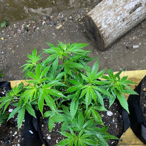 Lebron Haze #1 growlog timeline photo
