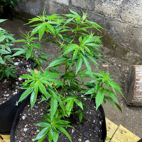 Lebron Haze #1 growlog timeline photo