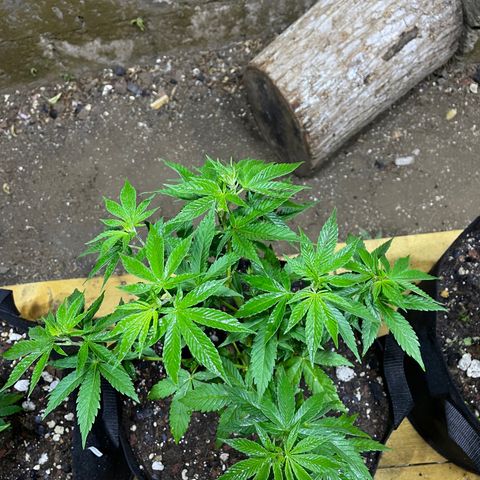 Lebron Haze #1 growlog timeline photo