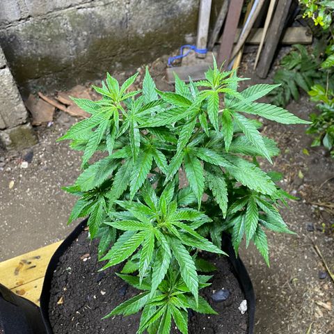 Lebron Haze #2 growlog timeline photo