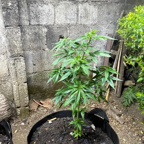 Lebron Haze #2 growlog timeline photo
