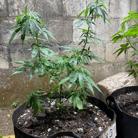 Lebron Haze #3 growlog timeline photo