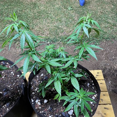 Lebron Haze #3 growlog timeline photo