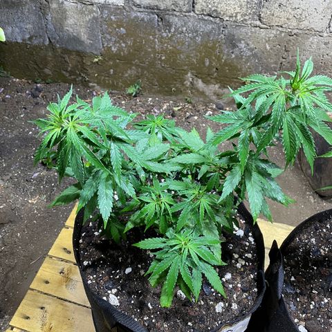 Lebron Haze #3 growlog timeline photo