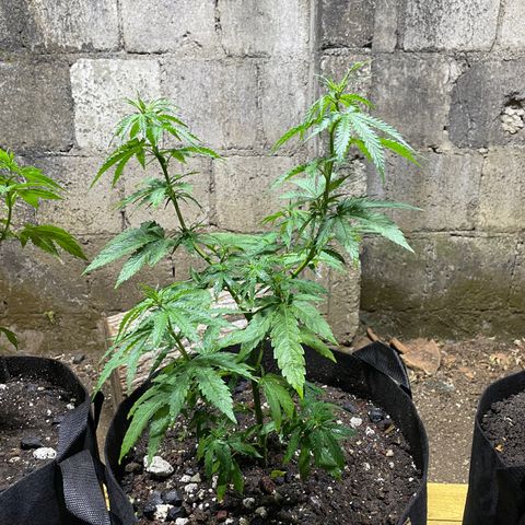 Lebron Haze #4 growlog timeline photo