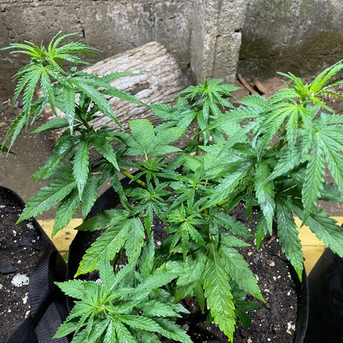 Lebron Haze #4 growlog timeline photo