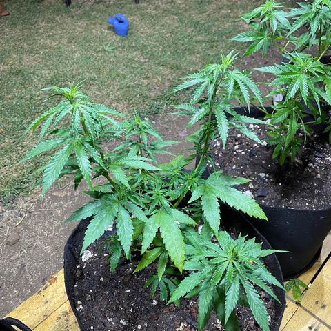 Lebron Haze #4 growlog timeline photo