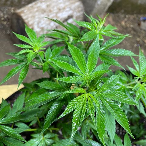 Lebron Haze #4 growlog timeline photo