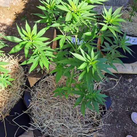 Lebron Haze #1 growlog timeline photo