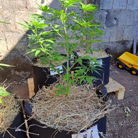 Lebron Haze #1 growlog timeline photo