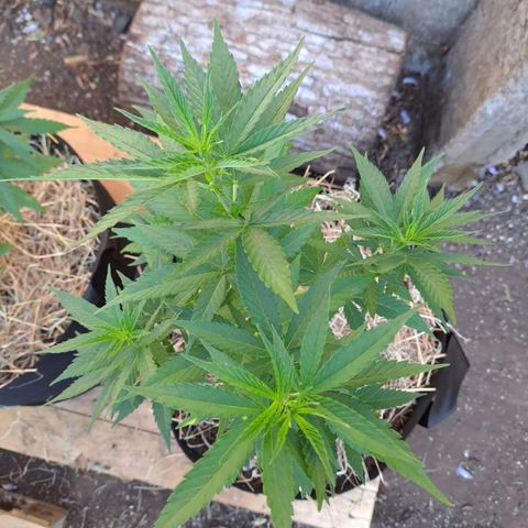 Lebron Haze #2 growlog timeline photo