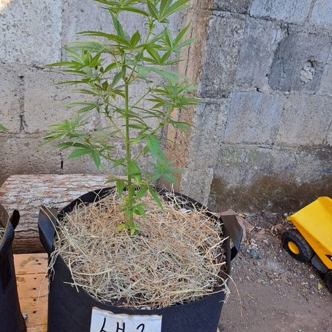 Lebron Haze #2 growlog timeline photo