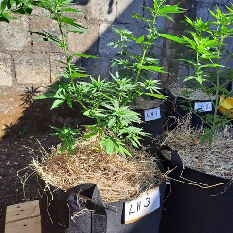 Lebron Haze #3 growlog timeline photo