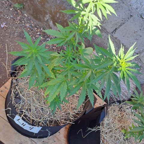 Lebron Haze #4 growlog timeline photo