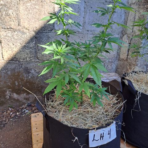 Lebron Haze #4 growlog timeline photo