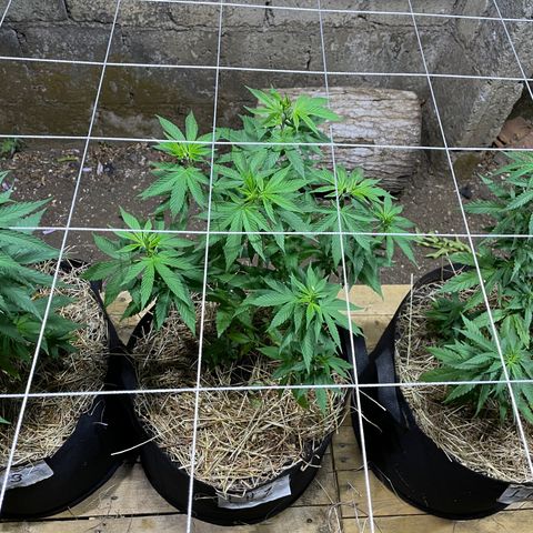 Lebron Haze #1 growlog timeline photo