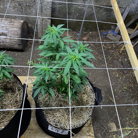 Lebron Haze #2 growlog timeline photo