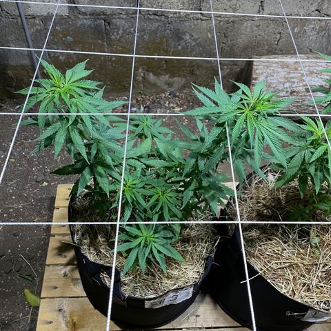 Lebron Haze #3 growlog timeline photo