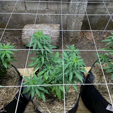 Lebron Haze #4 growlog timeline photo