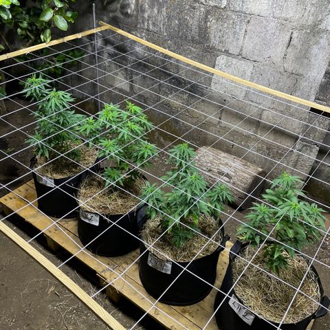 Lebron Haze #2 growlog timeline photo