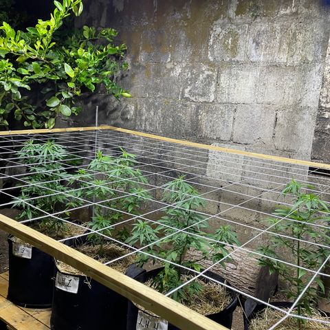 Lebron Haze #1 growlog timeline photo