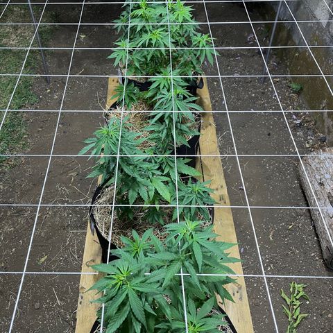 Lebron Haze #3 growlog timeline photo