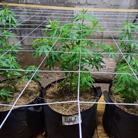 Lebron Haze #1 growlog timeline photo