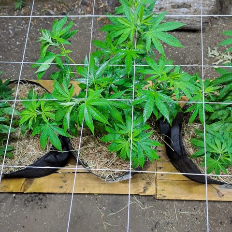 Lebron Haze #1 growlog timeline photo