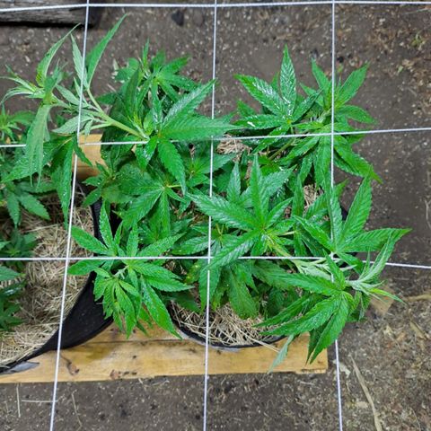 Lebron Haze #2 growlog timeline photo