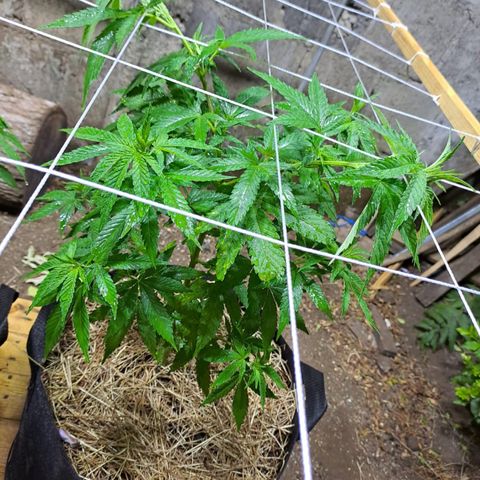 Lebron Haze #2 growlog timeline photo