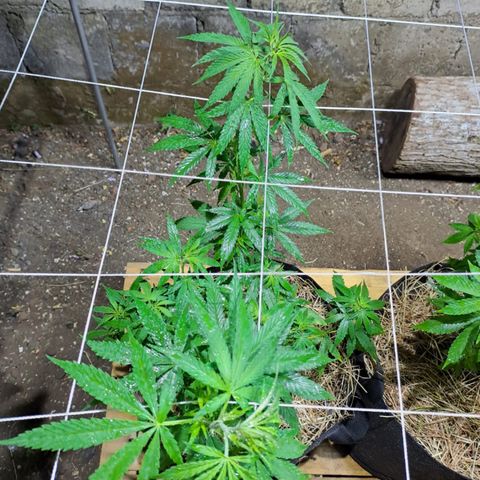 Lebron Haze #3 growlog timeline photo