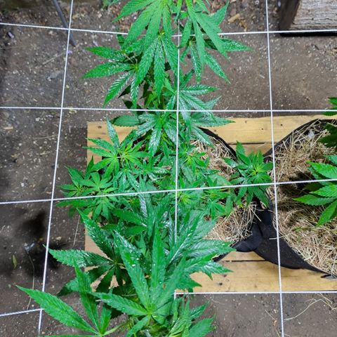 Lebron Haze #3 growlog timeline photo