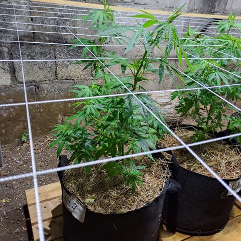 Lebron Haze #3 growlog timeline photo